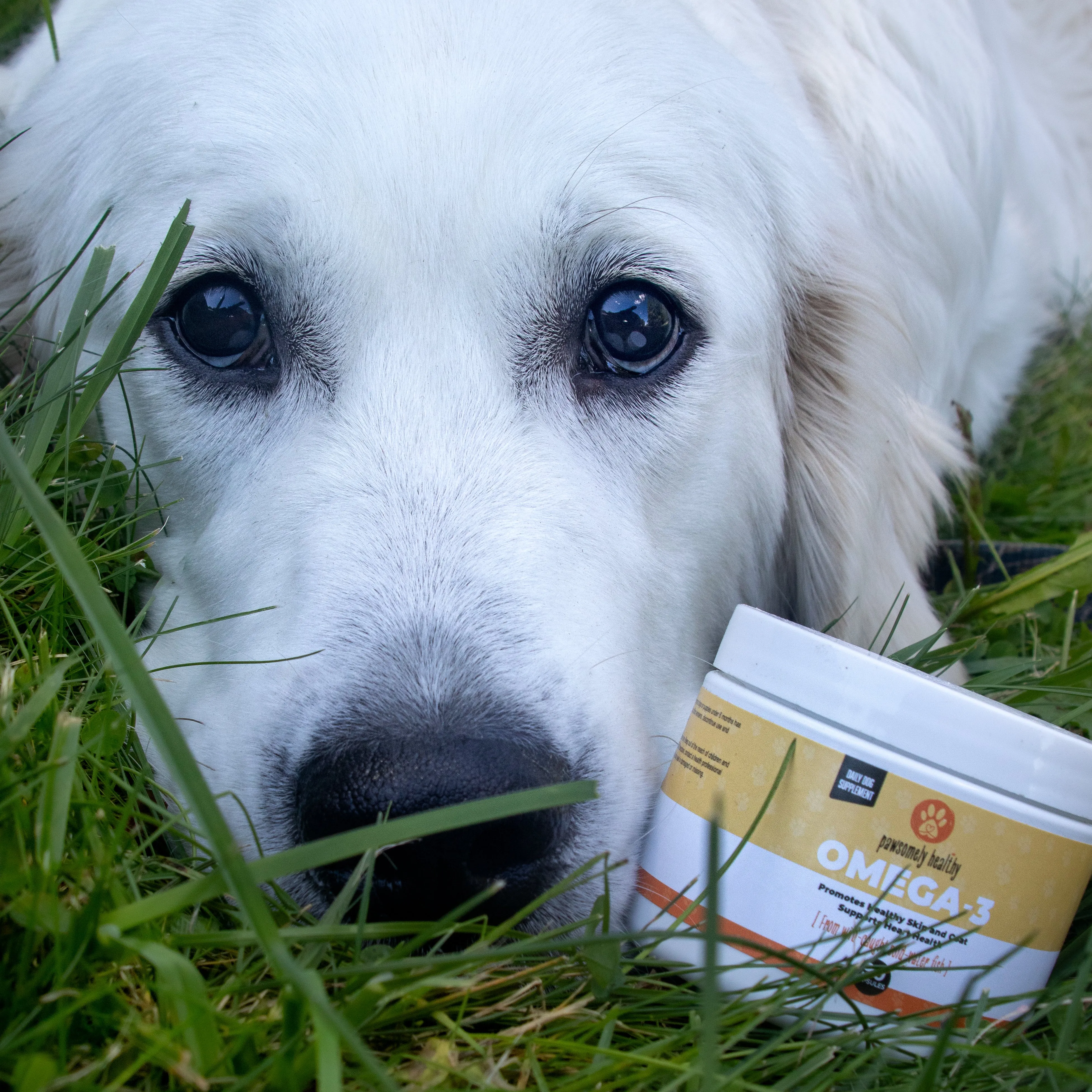 OMEGA-3 FOR DOGS